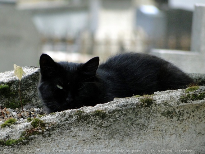 Photo de Chat domestique