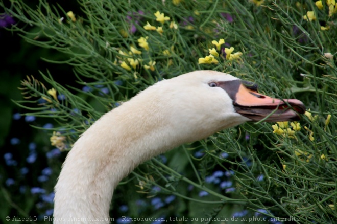 Photo de Cygne