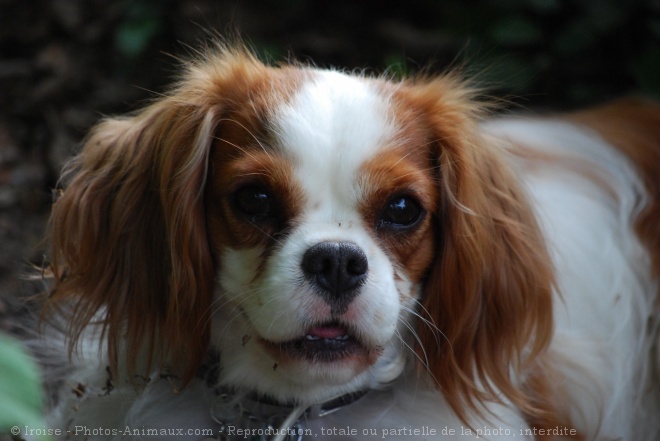 Photo de Cavalier king charles spaniel