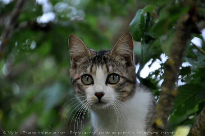 Photo de Chat domestique