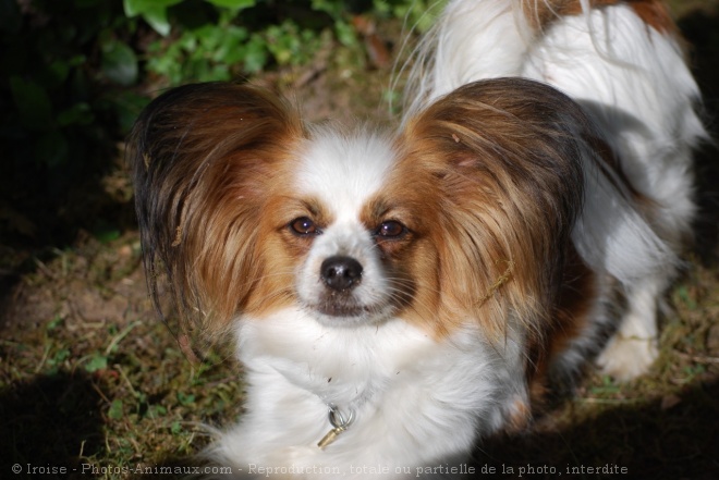 Photo d'Epagneul nain papillon