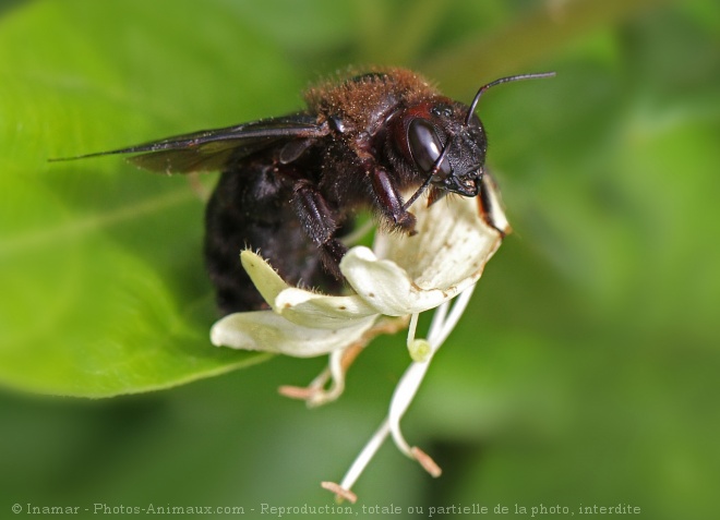 Photo de Bourdon