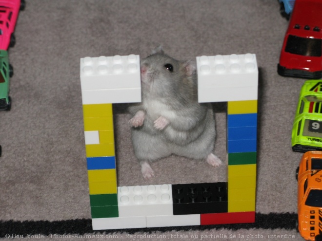 Photo de Hamster