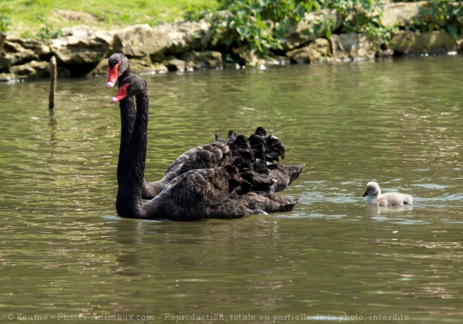 Photo de Cygne