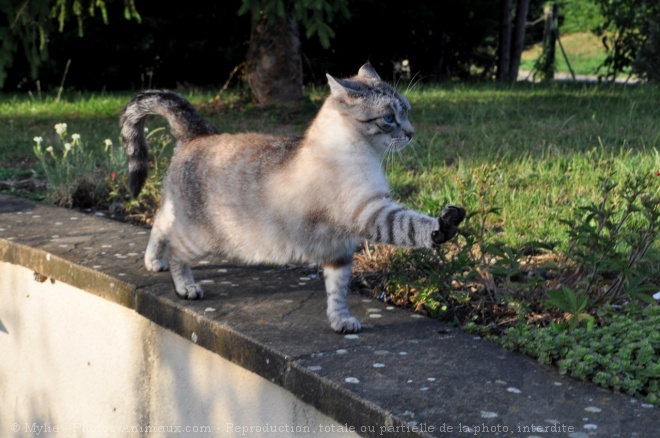 Photo de Chat domestique