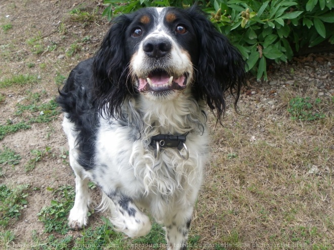 Photo d'English springer spaniel