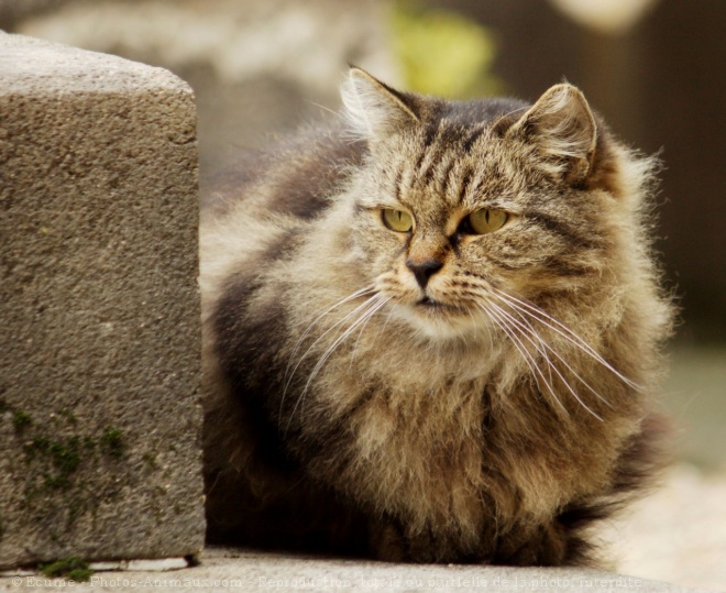 Photo de Chat domestique