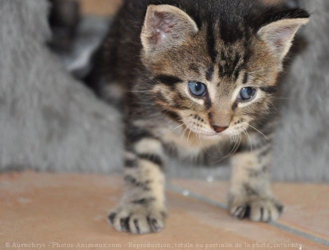 Photo de Chat domestique