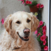 Photo de Golden retriever