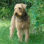 Photo d'Airedale terrier