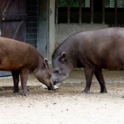 Photo de Tapir