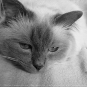 Photo de Ragdoll