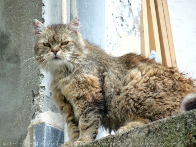 Photo de Chat domestique