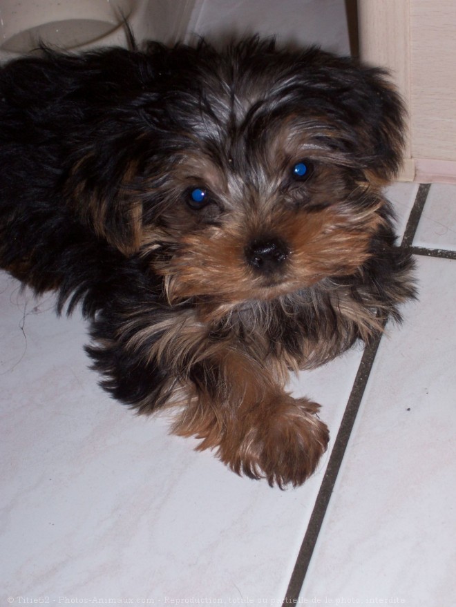 Photo de Yorkshire terrier