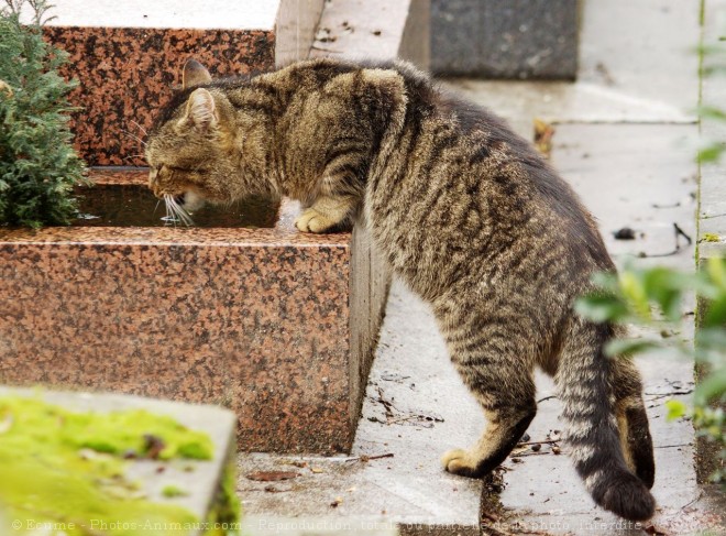 Photo de Chat domestique