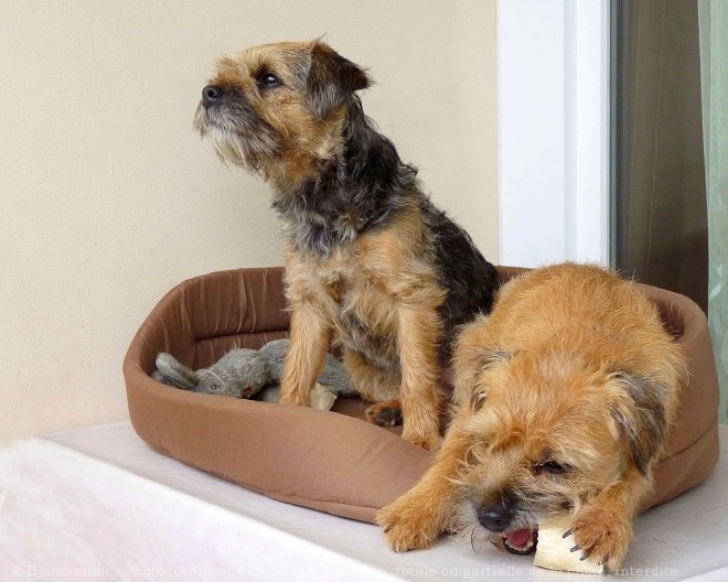 Photo de Border terrier