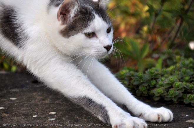 Photo de Chat domestique