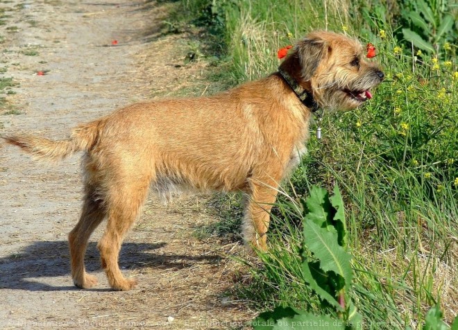 Photo de Border terrier