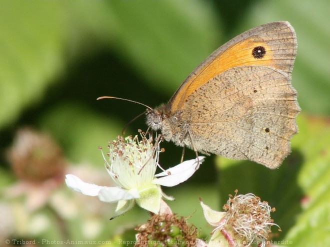 Photo de Papillon