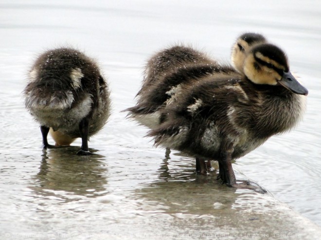 Photo de Canard colvert