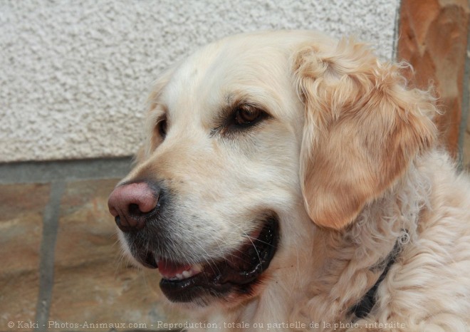 Photo de Golden retriever