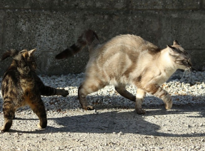 Photo de Chat domestique