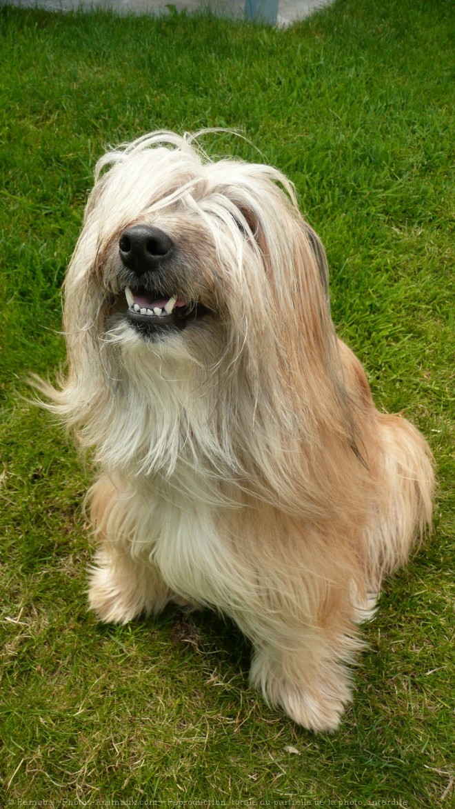 Photo de Chien de berger des pyrenes  poil long