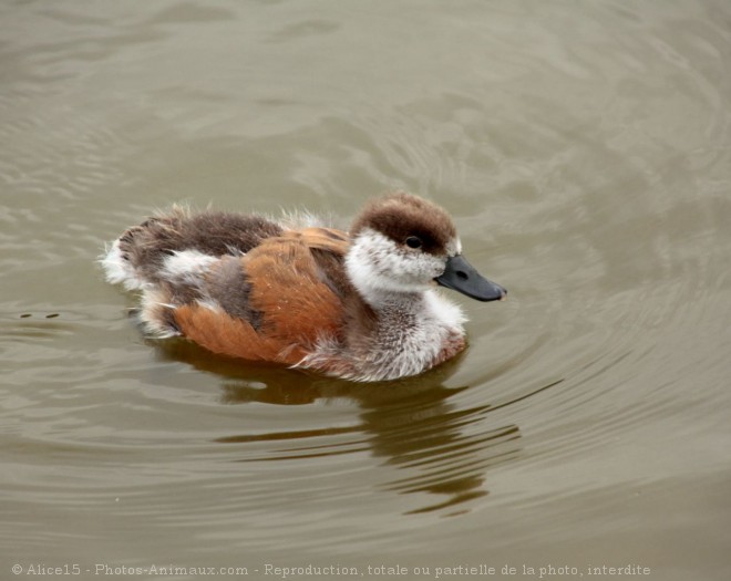 Photo de Canard tadorne casarca