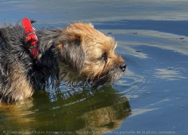 Photo de Border terrier