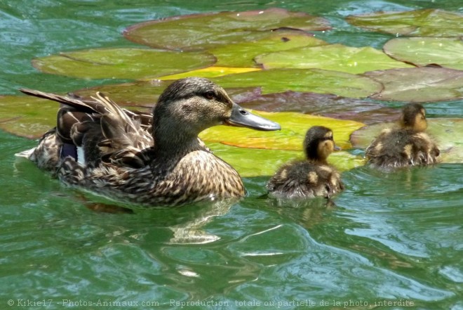 Photo de Canard colvert