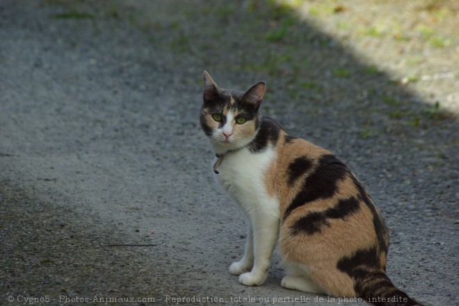 Photo de Chat domestique