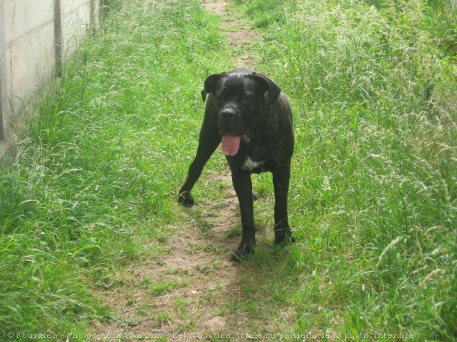 Photo de Chien de cour italien