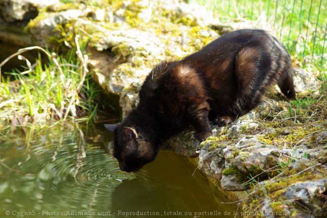 Photo de Chat domestique