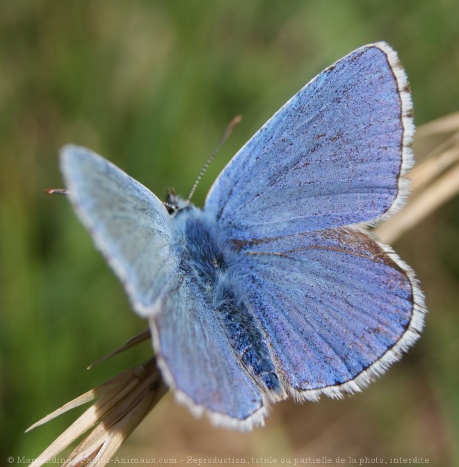 Photo de Papillon