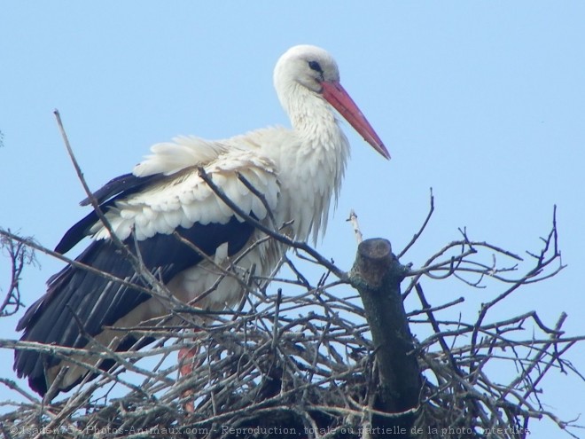 Photo de Cigogne