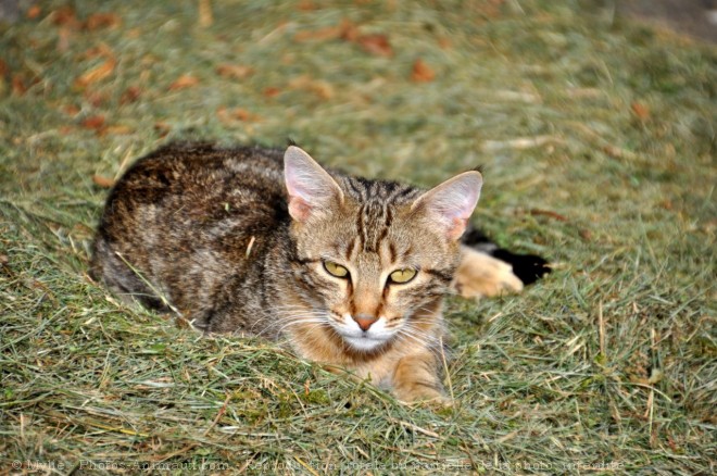 Photo de Chat domestique