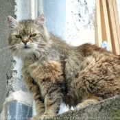 Photo de Chat domestique