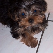 Photo de Yorkshire terrier