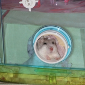 Photo de Hamster