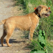 Photo de Border terrier