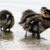 Photo de Canard colvert