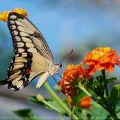 Photo de Papillon - machaon