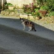 Photo de Chat domestique