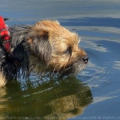 Photo de Border terrier