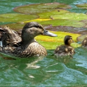 Photo de Canard colvert