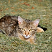 Photo de Chat domestique