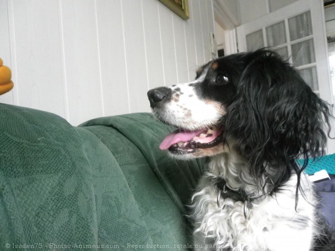 Photo d'English springer spaniel