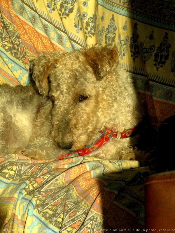 Photo de Fox terrier  poil dur