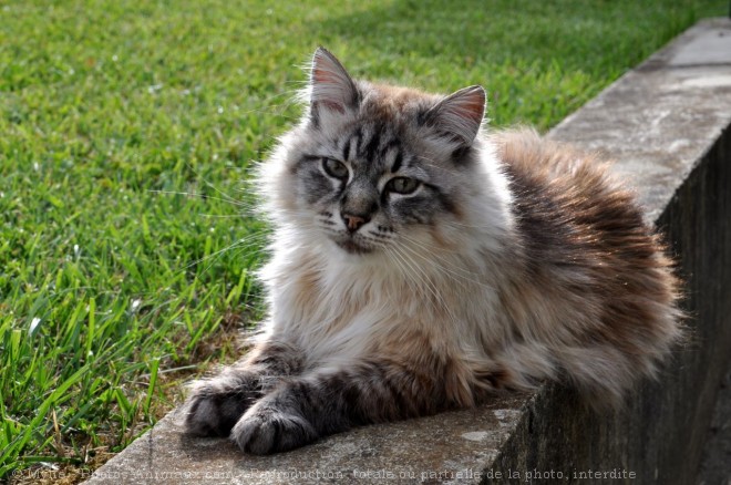 Photo de Chat domestique