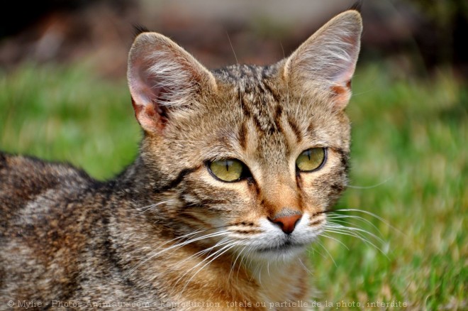 Photo de Chat domestique